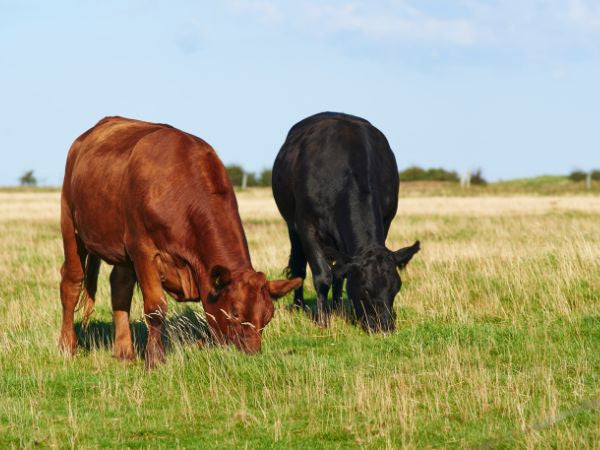 Does Grass Fed Beef Really Make a Difference?