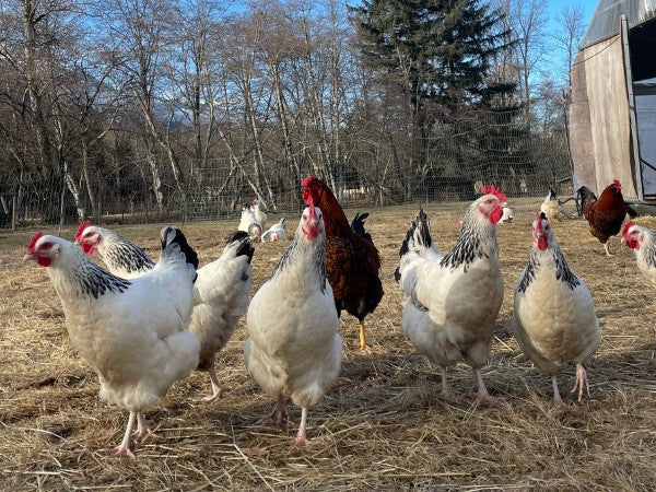 Happy Hens, Happy Eggs