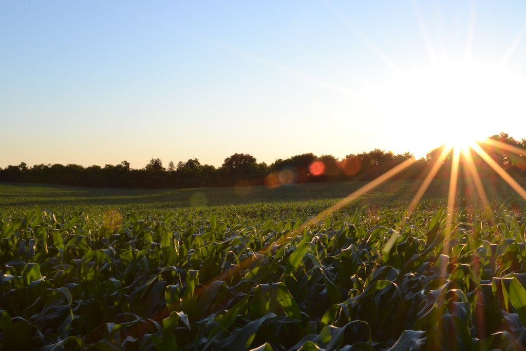 The Benefits of Eating Farm-to-Table