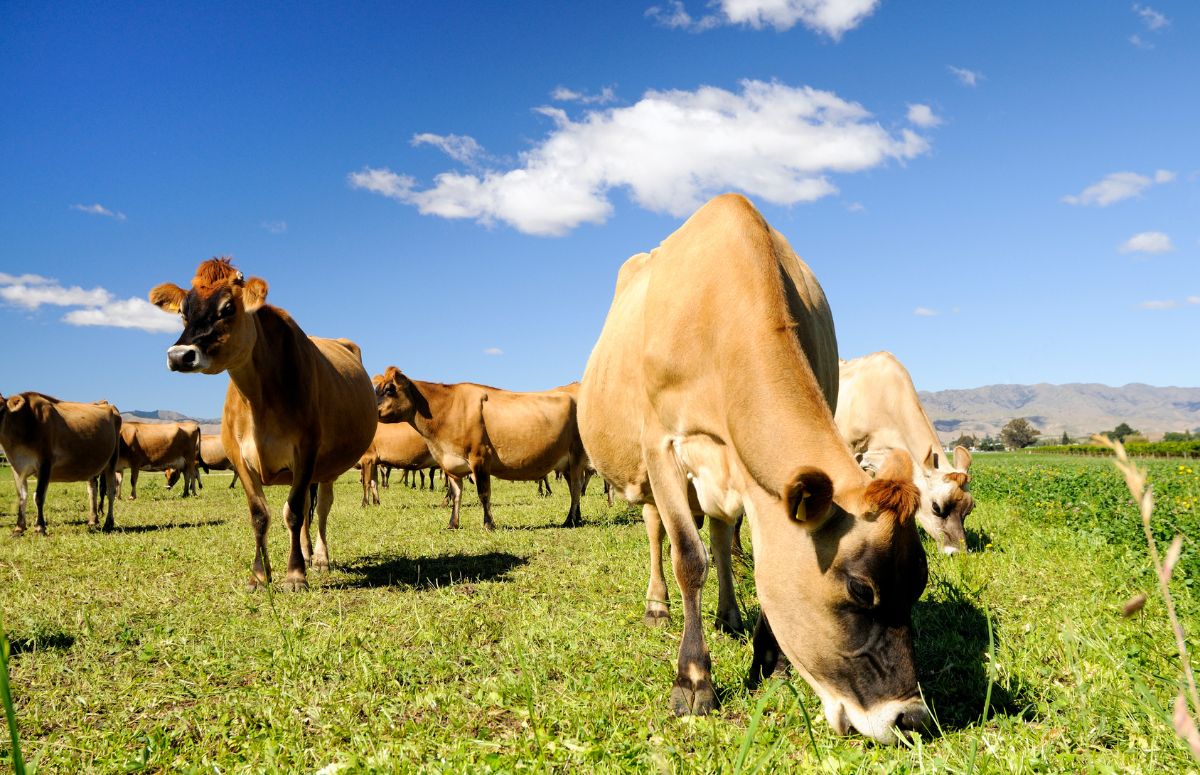 Using Grass-Fed and Grass-Finished Meat For a Low-Inflammation Diet