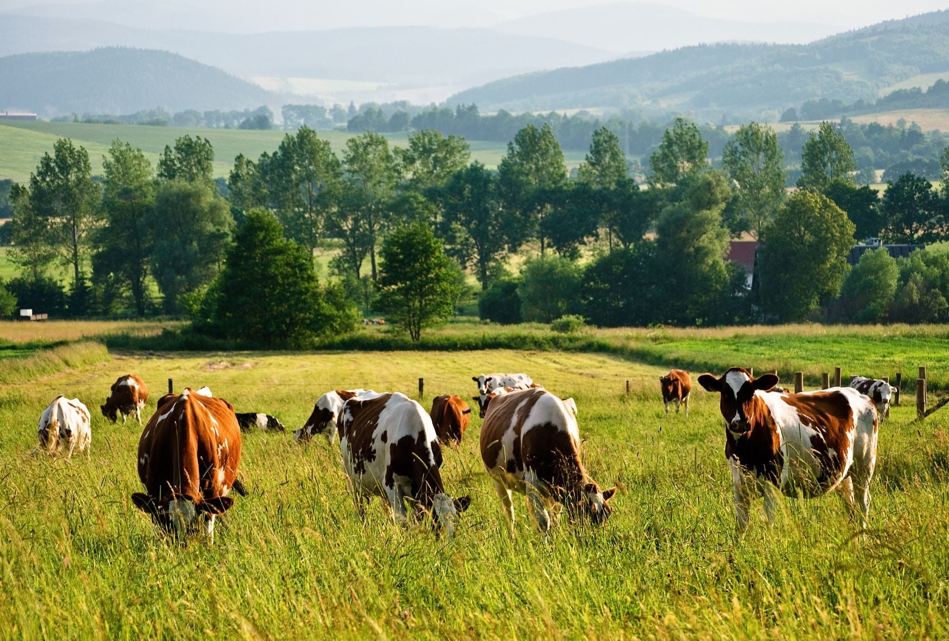 Grass-Fed vs. Grain-Fed Beef and Lamb: What’s the Difference?
