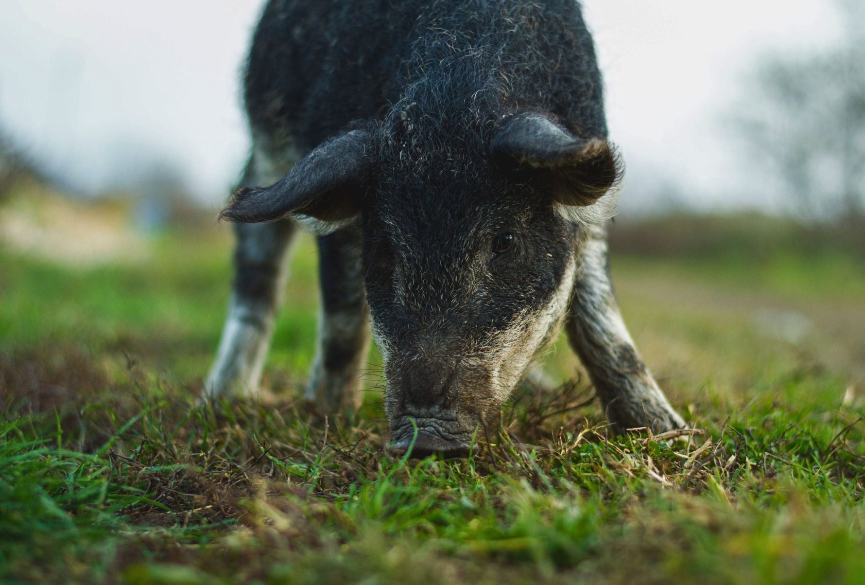 Understanding the Importance of Pastured Farming