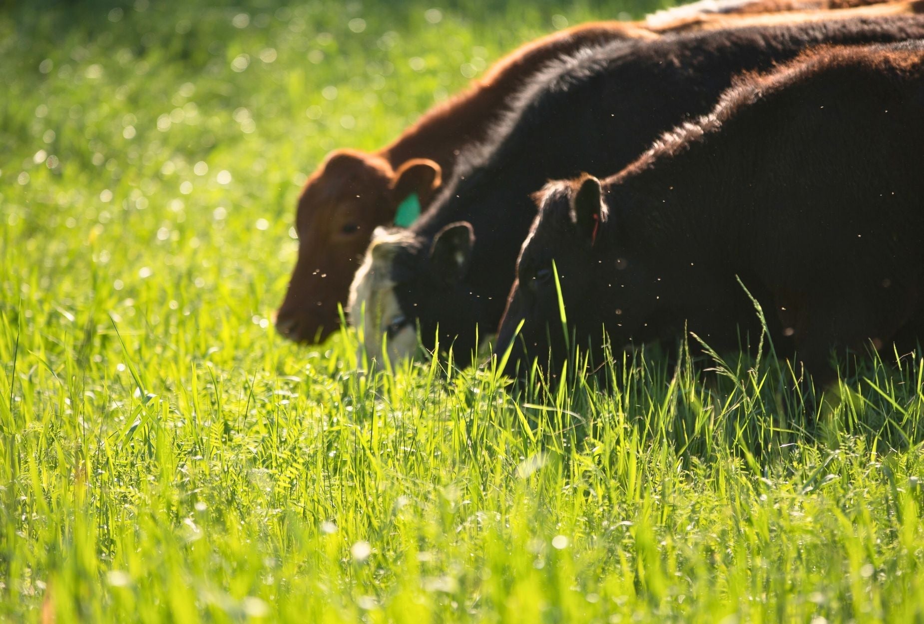 What's the True Cost of Grass-Fed Beef?
