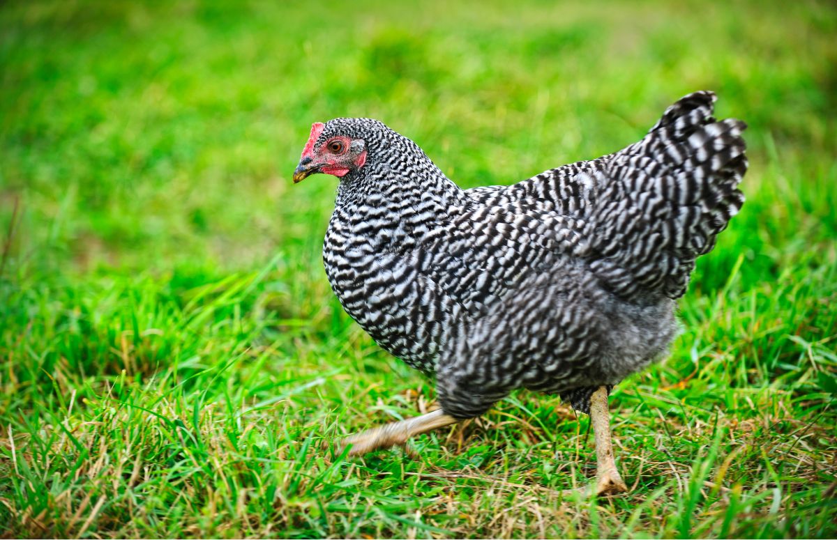 Benefits of Eating Pasture-Raised Chicken
