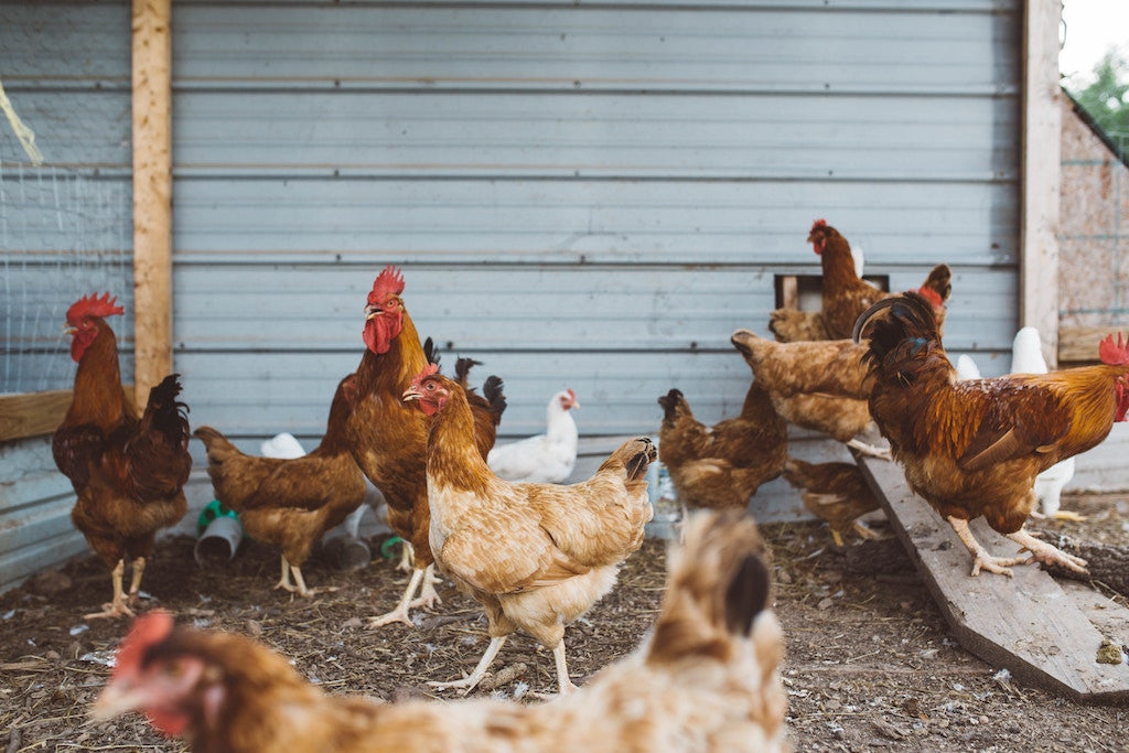 How to Find and Choose the Best Farm-to-Table Restaurants in Your Area