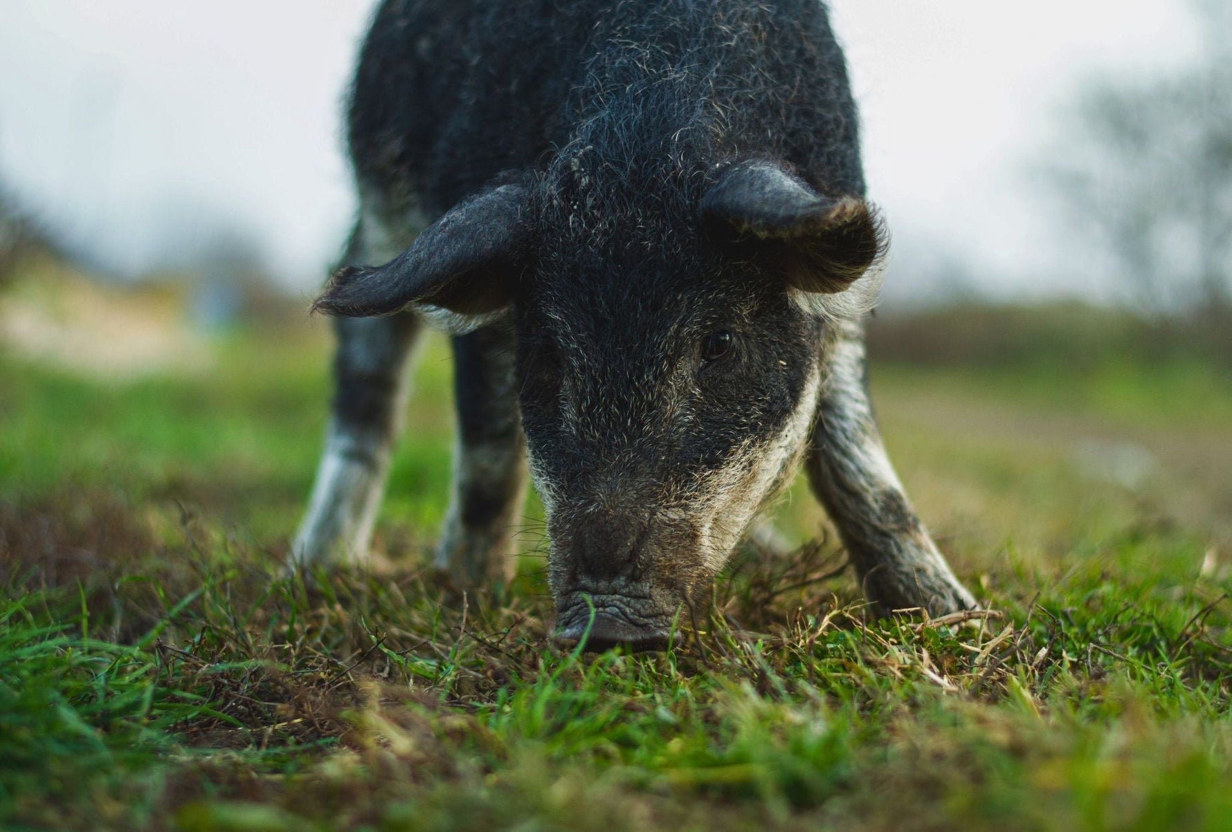 Understanding the Importance of Pastured Farming
