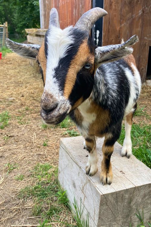 Meet Our Farm Animals | Hop Creek Farms